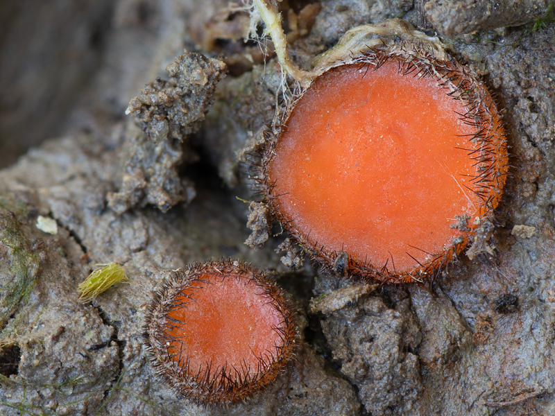 Scutellinia trechispora